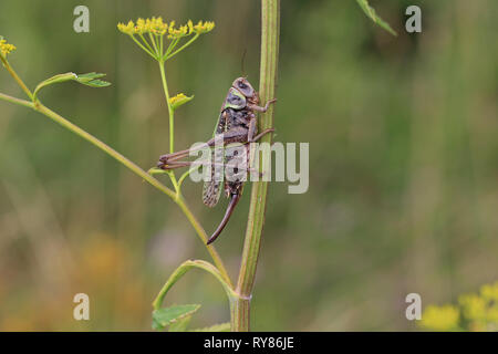 Wartbiter (Decticus verrucivorus) Foto Stock