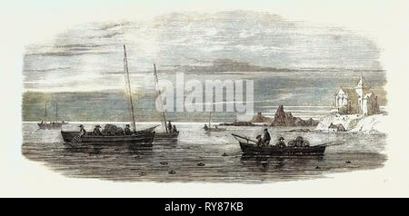 Il mollusco forniture: attività di pesca del granchio Off Fife Coast 1862 Foto Stock