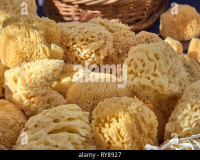 Spugna di mare Foto Stock