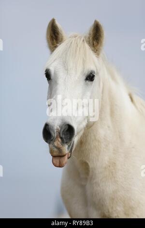 Ritratto del Cavallino Foto Stock