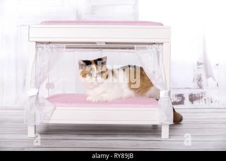 Giacente Exotic Shorthair Foto Stock