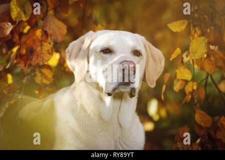 Il Labrador Retriever ritratto Foto Stock