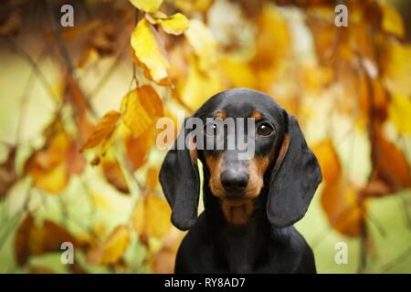 Bassotto ritratto Foto Stock