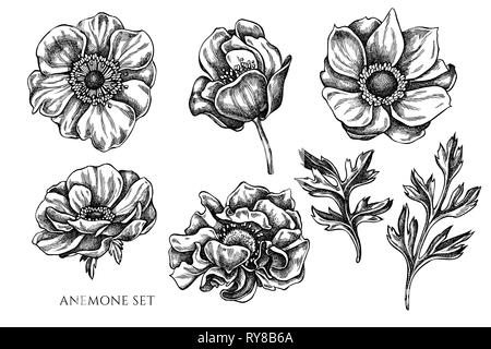 Vettore Collezione di disegnati a mano in bianco e nero anemone Illustrazione Vettoriale