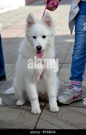 Samoiedo cucciolo seduto mentre al guinzaglio Foto Stock