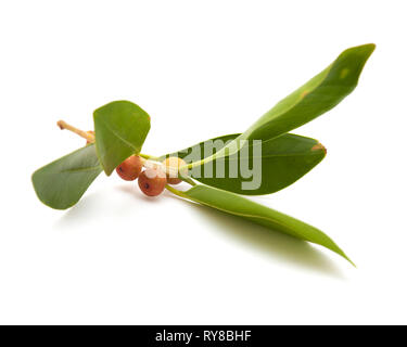 Rametto di Ficus microcarpa, isolato su sfondo bianco Foto Stock