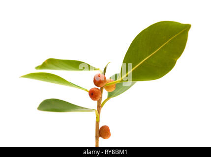 Rametto di Ficus microcarpa, isolato su sfondo bianco Foto Stock