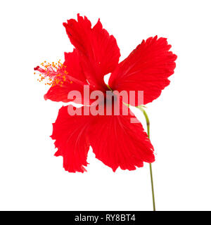 Red Hibiscus rosa-sinensis isolati su sfondo bianco Foto Stock