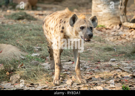 Spotted hyena (Crocuta crocuta) in ambiente in cattività Foto Stock