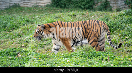 Tigre del Bengala in zoo (Panthera tigris) Foto Stock