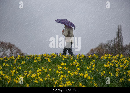 Vista laterale di femmina isolata, in cappotto, a piedi da narcisi gialla su una collina in un parco di campagna britannico, in pioggia versante, tenendo un ombrello. Foto Stock