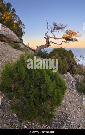 La molla del paesaggio con la vista verso il mare. Vecchi alberi e cespugli in montagna tra le rocce. Tempo soleggiato all'alba. Località balneare. Crimea penins Foto Stock