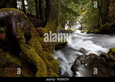 Panther Creek Falls, Skamania County, Washington, Stati Uniti d'America Foto Stock