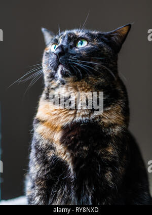 Una bella tartaruga cat guarda fuori una finestra Foto Stock