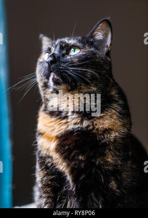 Una bella tartaruga cat guarda fuori una finestra Foto Stock