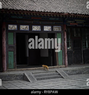 Gatto nel tempio buddista, Wutai Shan, Shanxi, Cina Foto Stock