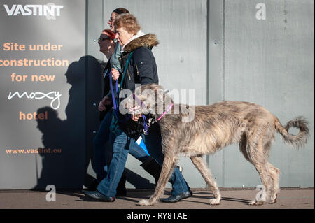 NEC di Birmingham, Inghilterra, Regno Unito. Il 7 marzo 2019. / Organizzato per la prima volta nel 1891, il Crufts è detto di essere il più grande spettacolo del mondo nel suo genere, il periodo annuale di 4-d Foto Stock