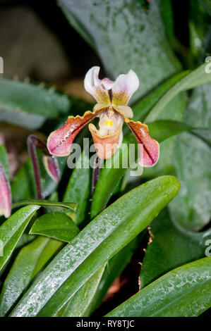 America, Stati Uniti, Illinois, Chicago, il Giardino Botanico, Lady Slipper Orchid, Paphiopedilum London Wall "oro verde" Foto Stock