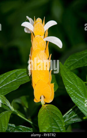 America, Stati Uniti, Illinois, Chicago, il Giardino Botanico, lecca-lecca impianto, Pachystachys lutea Foto Stock