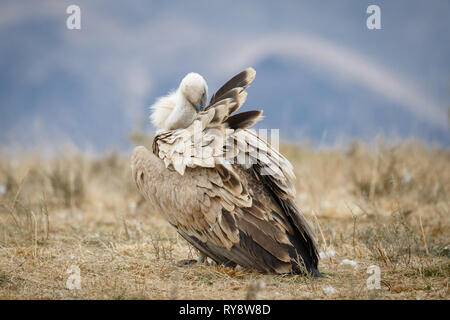 Grifone (Gyps fulvus), la pulizia il suo piumaggio, nei Pirenei aragonesi, Aragona, Spagna Foto Stock