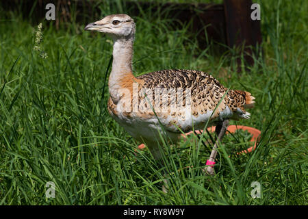 Grande (Bustard Otis tarda ) pulcini nella penna di allevamento, parte di Salisbury Plain progetto di reintroduzione di allevamento a mano e rilasciare nel selvaggio a creare un sus Foto Stock