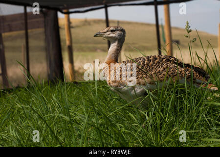 Grande (Bustard Otis tarda ) pulcini nella penna di allevamento, parte di Salisbury Plain progetto di reintroduzione di allevamento a mano e rilasciare nel selvaggio a creare un sus Foto Stock