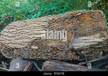 La Turchia di coda (Trametes versicolor). Un altro dei nomi scientifici sono Coriolus versicolor e Polyporus versicolor. Foto Stock