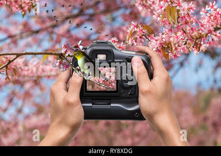 Mani tenendo la fotocamera che tenendo la foto del bianco orientale ad occhio di uccello sulla sakura tree sfondo, 3d concept Foto Stock