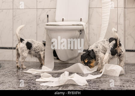 Naughty Dog stanno facendo un pasticcio nell'appartamento. Poco distruttore Jack Russell Terrier Foto Stock