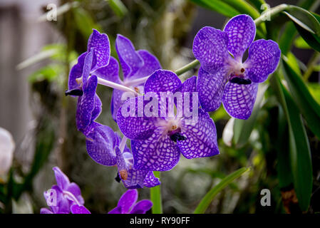 Asia, Sri Lanka, Kandy, Royal Botanic Garden Peradeniya, Blue Orchid Vanda, Vanda Manuvadee Foto Stock