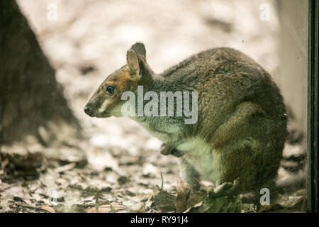 Wallaby tammar Foto Stock