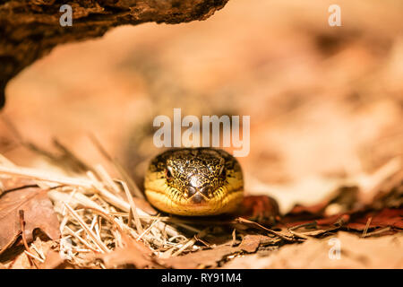 Skink close up Foto Stock