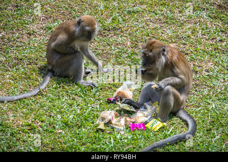 Le scimmie mangiare cestino dal turista - Serbatoio McRitchie Park, Singapore Foto Stock