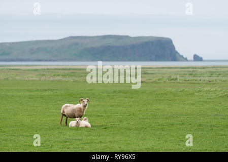 Tre pecore bianche sul pascolo. Campo con erba verde in Islanda. Vista di Cape Dyrholaey sulla costa meridionale, non lontano dal villaggio di Vik Foto Stock