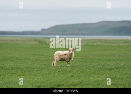 Pecore bianche sul pascolo. Campo con erba verde in Islanda. Vista di Cape Dyrholaey sulla costa meridionale, non lontano dal villaggio di Vik Foto Stock