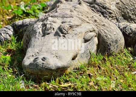 Coccodrillo nella fattoria di coccodrilli di Hamat Gader in Israele. Foto Stock