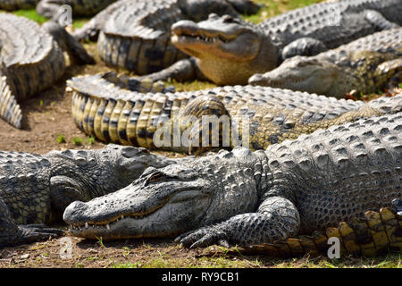 Gruppo di coccodrilli della fattoria di coccodrilli di Hamat Gader in Israele. Foto Stock