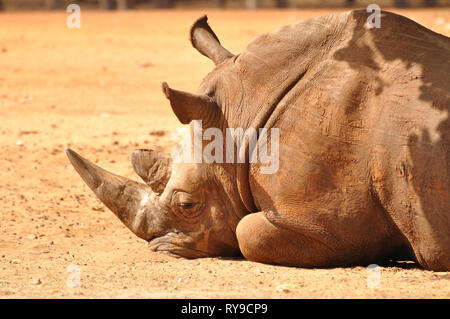 In Rhino Safari Park. Israele. Foto Stock