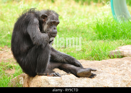 Uno scimpanzé in Safari Park. Centrale di Israele. Foto Stock