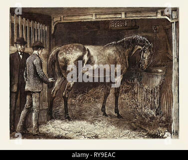 Horse, stabile, incisione 1884, vita in Gran Bretagna, Regno Unito, Gran Bretagna British, Europa, Regno Unito, Gran Bretagna, europeo Foto Stock