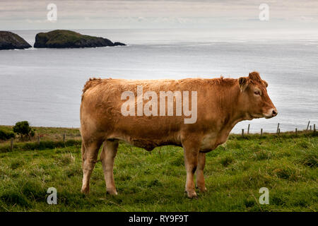 Dursey Island, Cork, Irlanda. 11 Agosto, 2015. Un premio bull si trova in un campo su Dursey Island nella penisola di Beara in West Cork, Irlanda. Foto Stock