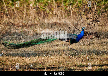 Comune di pavone, peafowl indiano o peafowl blu, Pavo cristatus, Bandipur Riserva della Tigre, Karnataka, India Foto Stock