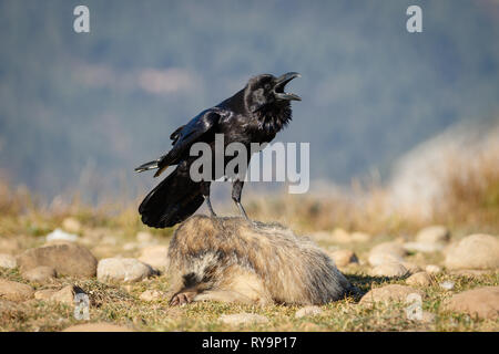 Comune di Corvo Imperiale (Corvus corax), chiamando, appollaiato su un punto morto europeo (Badger Meles meles), in catalano Pre-Pyrenees, Catalogna, Spagna Foto Stock