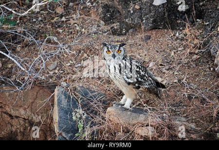 Indian il gufo reale (Bubo bengalensis), Hampi, Karnataka, India Foto Stock