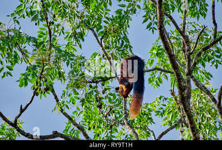 Il gigante indiano o scoiattolo Malabar scoiattolo gigante, (Ratufa indica), Kabini, Nagarhole Riserva della Tigre, Karnataka, India Foto Stock