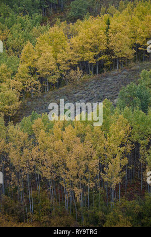 Whitehorse, Whitehorse Regione, Yukon Territory, Canada Foto Stock