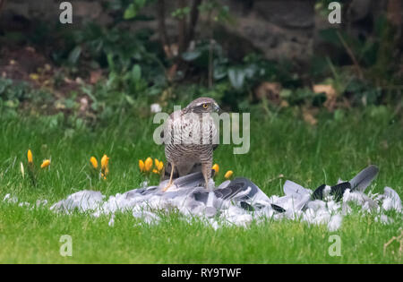 Sparviero REGNO UNITO - un sparviero alimentazione su un uccello in un giardino interno, Suffolk REGNO UNITO Foto Stock