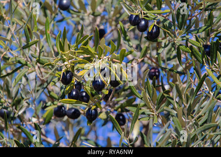 Olive nere maturazione su un albero in campagna spagnola Foto Stock
