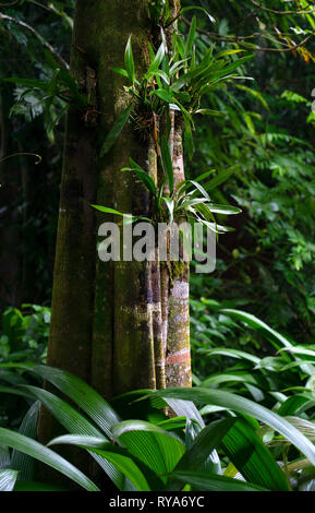 Gli epifiti piante che crescono sugli alberi nella foresta di pioggia,Costa Rica,l'america centrale Foto Stock
