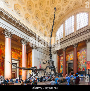 Theodore Roosevelt Rotunda, il Museo Americano di Storia Naturale. Due dinosauri lotta. Un Barosaurus culatte fino a proteggere i suoi giovani da un attaccante Foto Stock